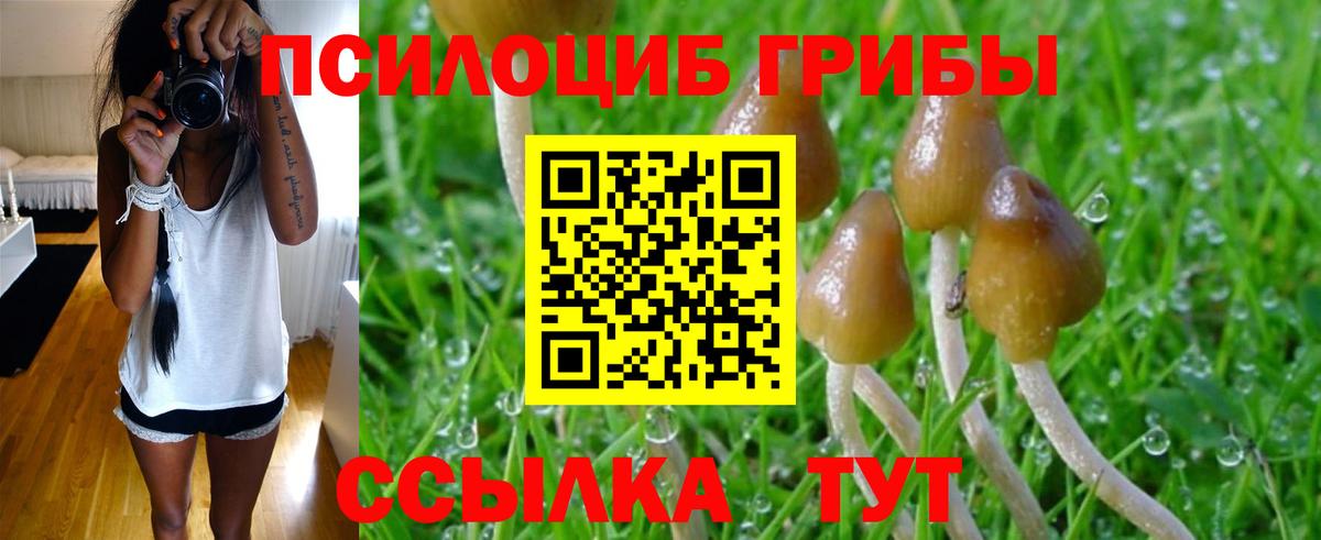 Галлюциногенные грибы Psilocybine cubensis Губкин